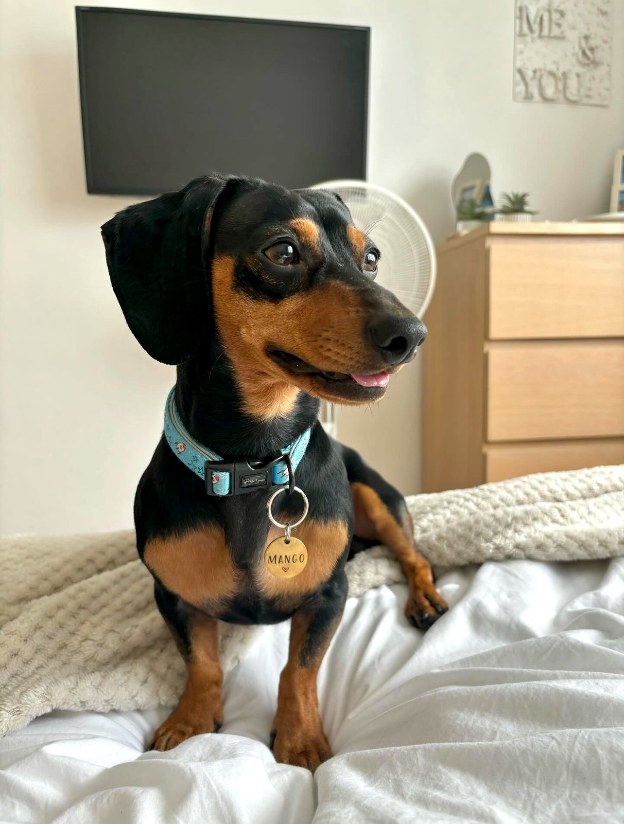 Rocket Racer Adjustable Collar