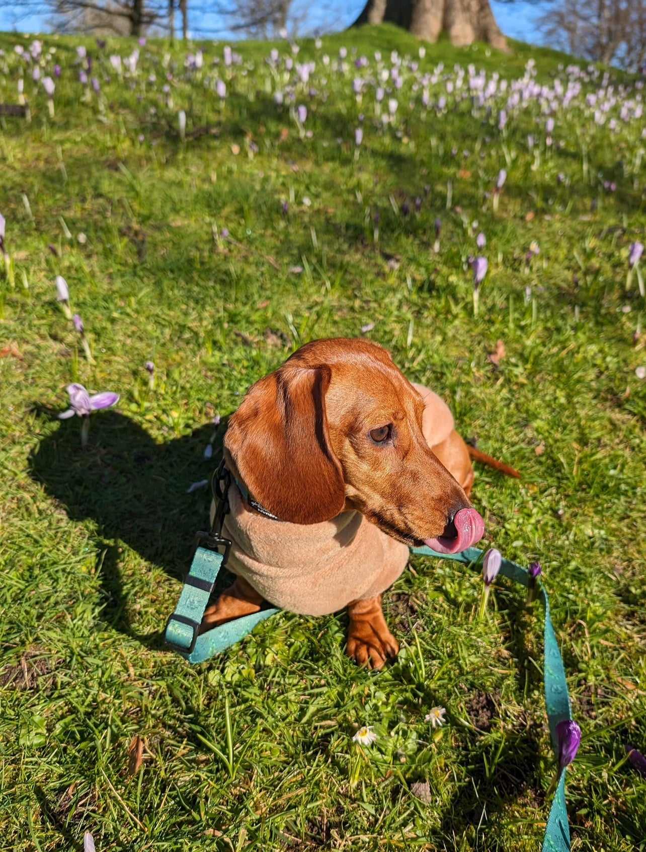 Leafy Luxe Adjustable Lead