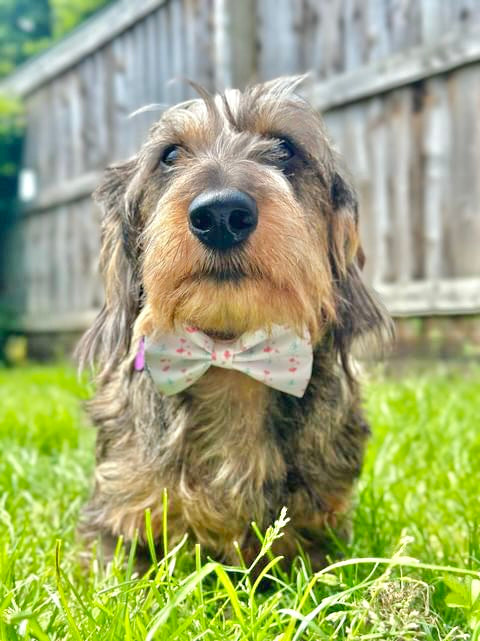 Blossom Bliss Bow