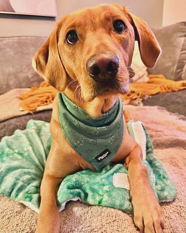 Leafy Luxe Bandana