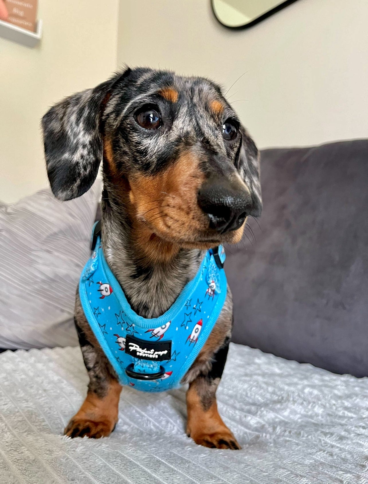 Rocket Racer Adjustable Harness
