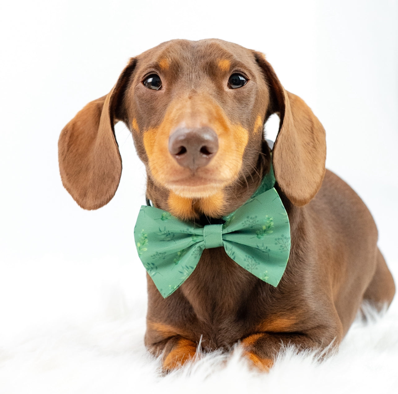 Leafy Luxe Bow